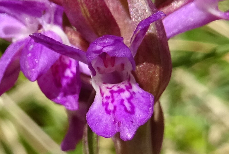 Dactylorhiza lapponica subsp. rhaetica